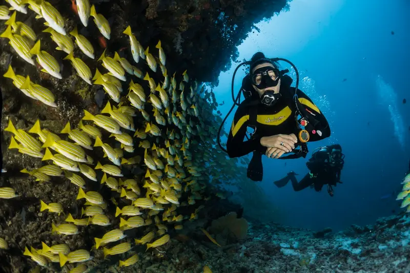 Scuba diver surrounded by a school of bright yellow striped fish over a Caribbean reef — the vivid marine life waiting for snorkelers with sea turtles in Puerto Rico