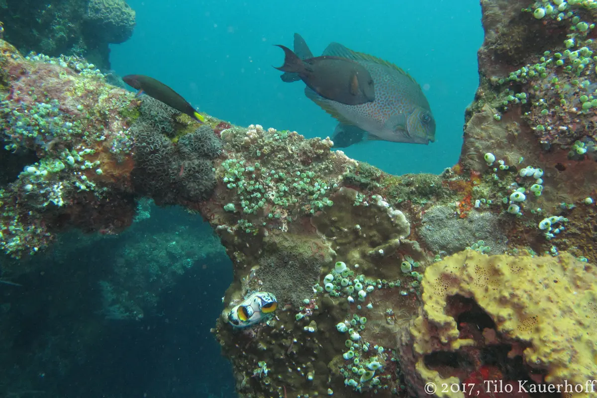 Colorful reef fish swimming around coral in crystal-clear Caribbean water — the vibrant underwater world found at Carlos Rosario Beach while snorkeling in Culebra Puerto Rico