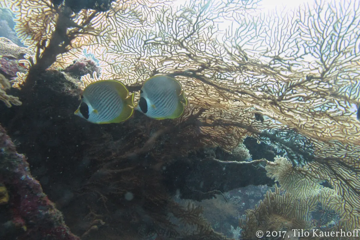 Two butterflyfish hovering near a sea fan coral formation in clear water — the type of reef life found while snorkeling in Vieques Puerto Rico