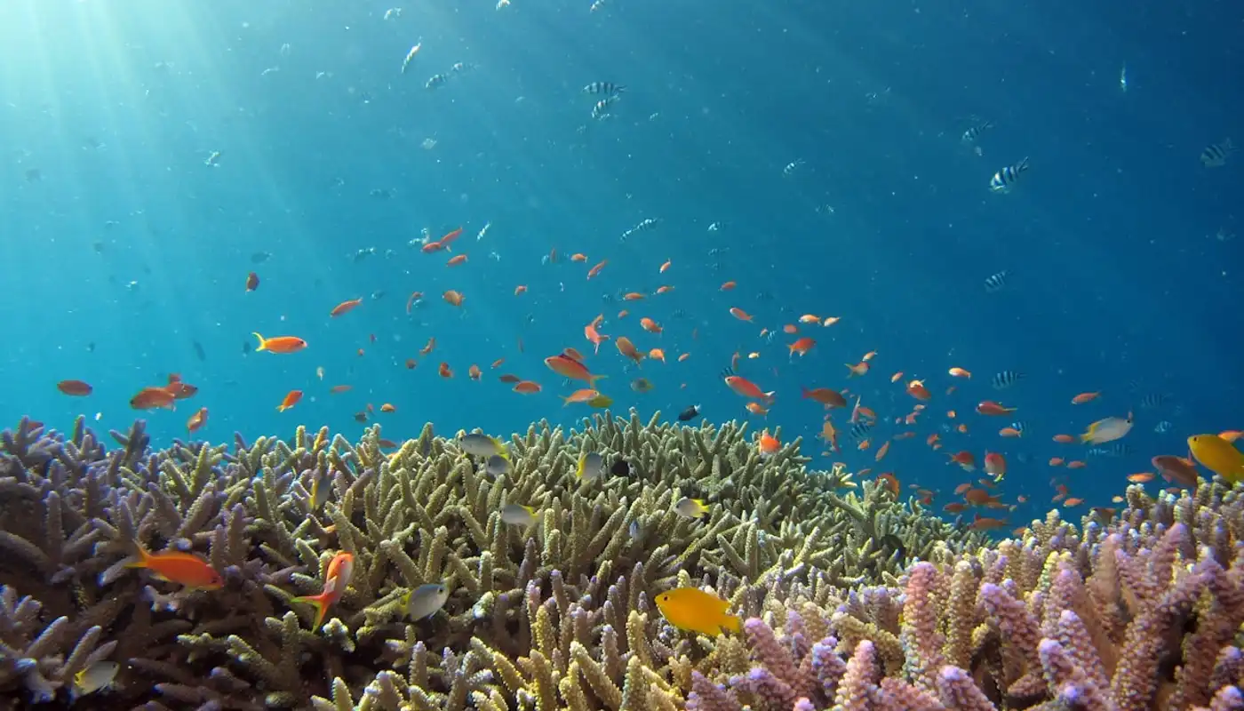 Crystal-clear Caribbean water above a Puerto Rico reef on a calm December morning — the peak snorkeling season — with sunlight streaming through the surface