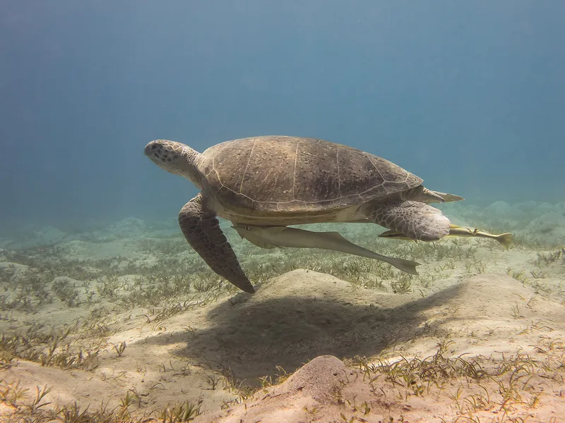 A green sea turtle swimming alongside a snorkeler in the clear warm waters of Vieques, Puerto Rico