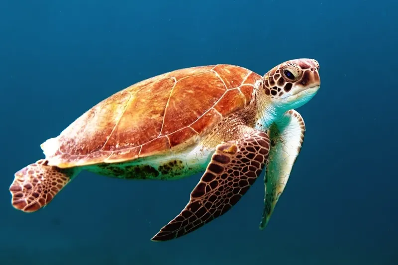Vieques Snorkeling Tour — Sea Turtles & Stingrays (2026)